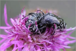 <p>ZLATOHLÁVEK TMAVÝ? (Oxythyrea funesta) Rybniště</p>